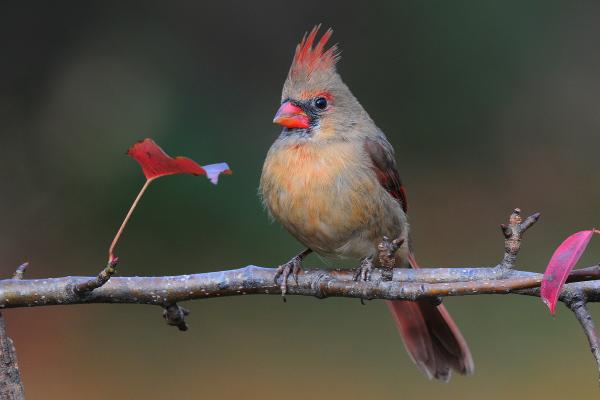 Cardinal on Pear